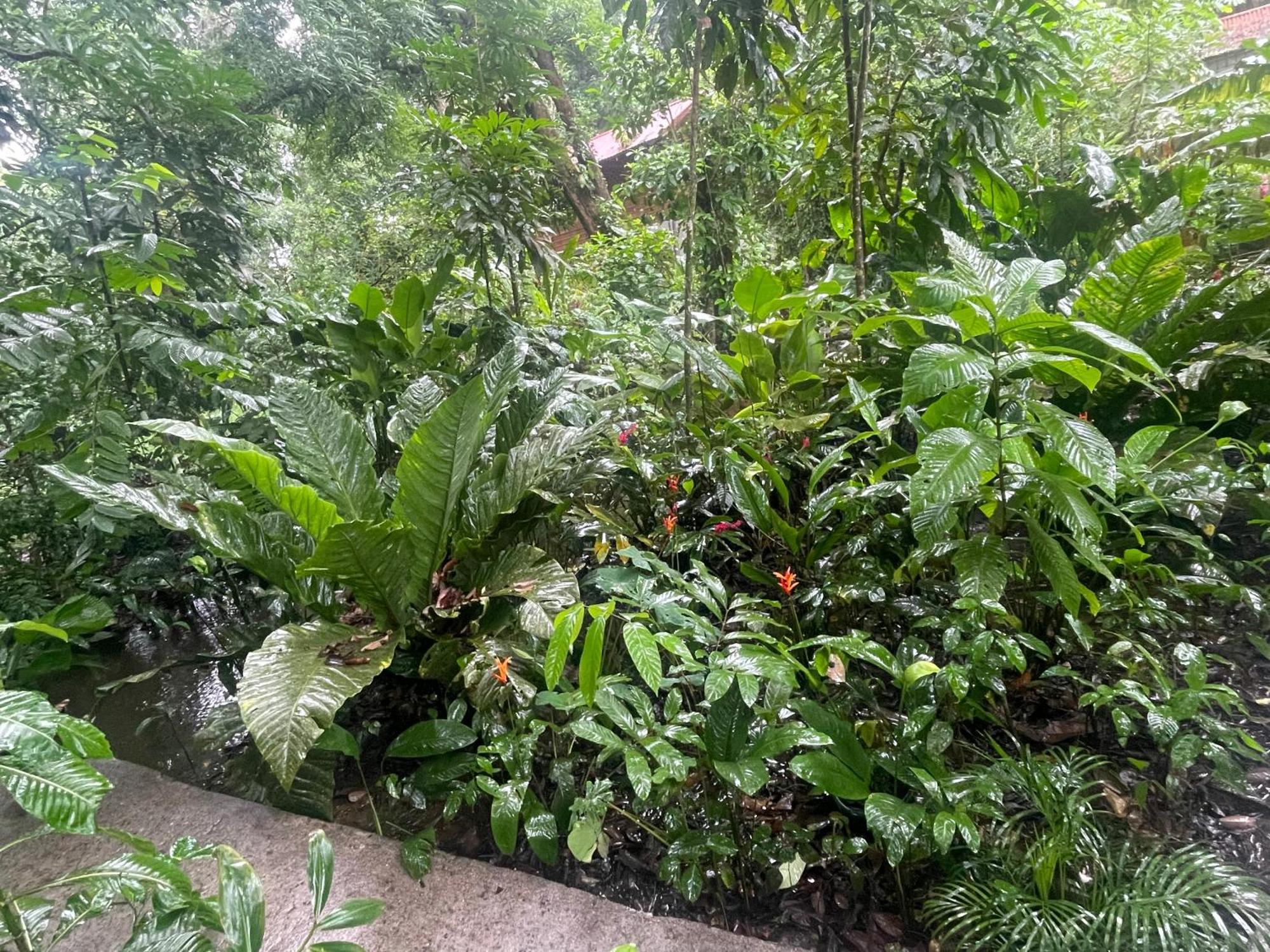 Villa Casa Jaguar Tortuguero Exterior foto
